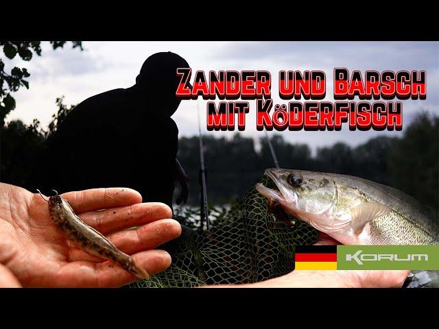 Abendlicher Ansitz auf Zander und Barsch mit Köderfisch” - #zander #perch