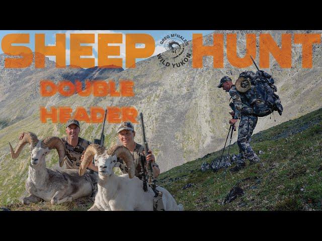 Opening Day Double Header: Dall's Sheep