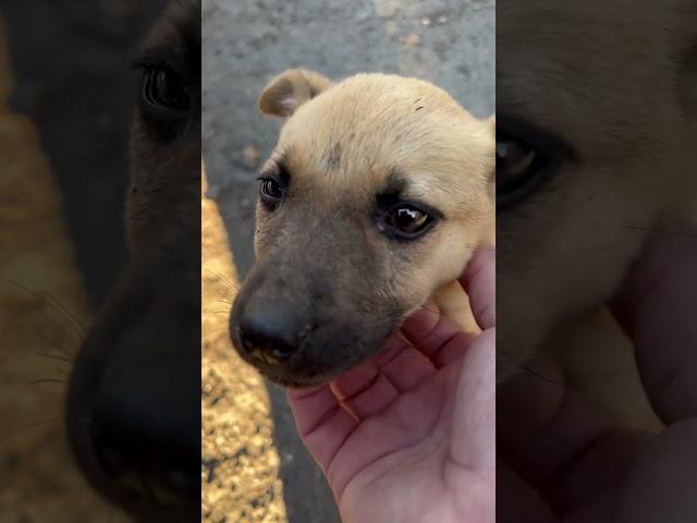 #гарна #маленька #дівчинка-#цуценя #beautiful #little #puppy #girl