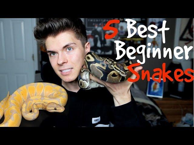 5 Best Pet Snakes for Beginners!