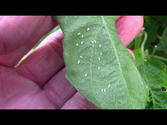 How I Treat Whiteflies In The Garden - What I Use, and How Often