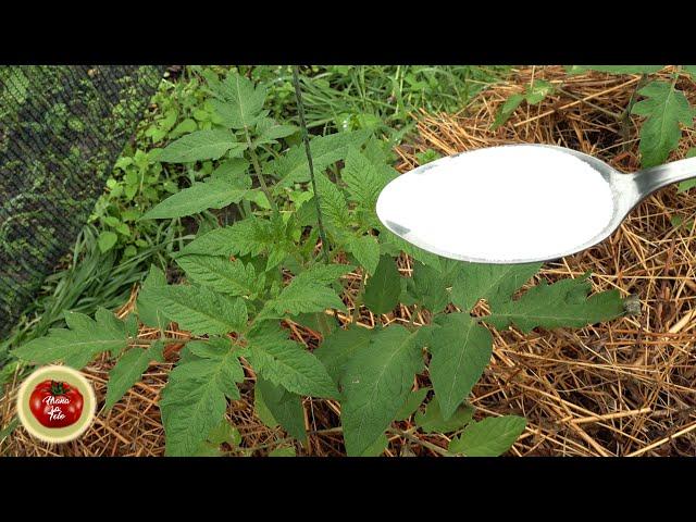 This is BETTER THAN BAKING SODA against powdery mildew, tomato blight!