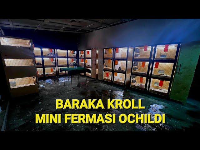 BARAKA KROLL MINI QUYON FERMASI OCHILDI TOMOSHA QILIN