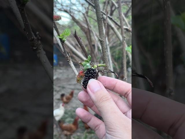 Mulberry Picking: Nature’s Therapy for a Calm Mind.  #mulberry #fruit #pampanga #fyp #relaxing