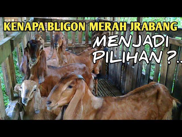 Kenapa Kambing Bligon Merah Jrabang Menjadi Pilihan.?