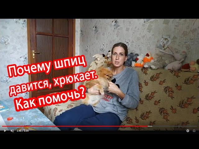 Почему шпиц давится, хрюкает. Как помочь?