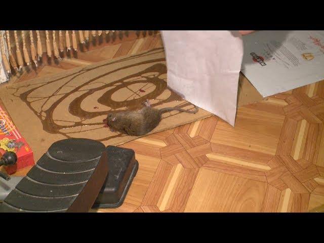 В квартире на завелись крысы