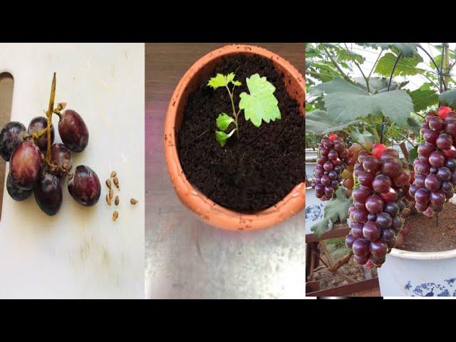 How to grow grapes from store-bought grapes | Grow grapes from seeds