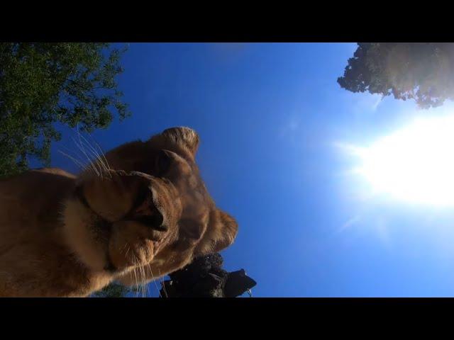 Oregon Zoo lions find hidden camera and fun selfies ensue