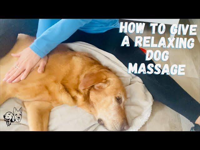 How to Massage Your Dog for Relaxation, Mobility & Longevity