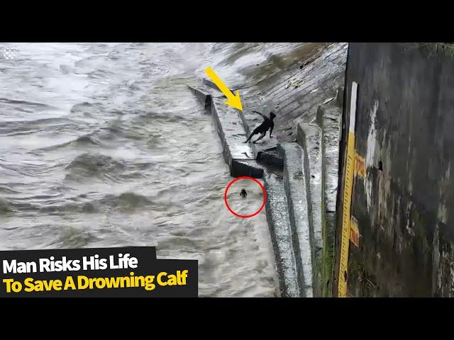 Heroic man risks his life by diving into a choppy river to save a calf | Baby cow animal rescue