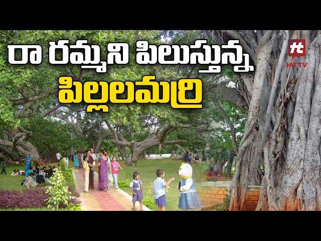 రా రమ్మని పిలుస్తున్న పిల్లలమర్రి || Mahabub Nagar || Palamuru @Hittvtelugunews