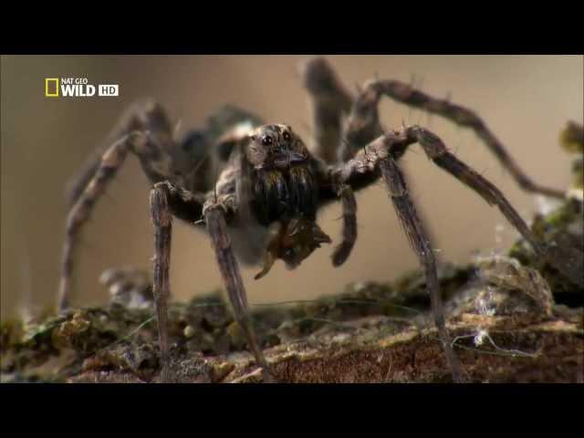Супер паук / Super Spider (2012)