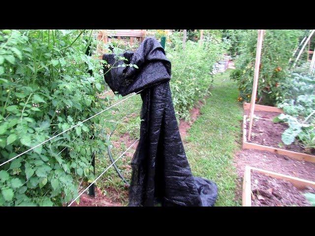 4 Tips for Managing Tomatoes in High Temperatures: Physiological Issues, Watering & Shade Cloth