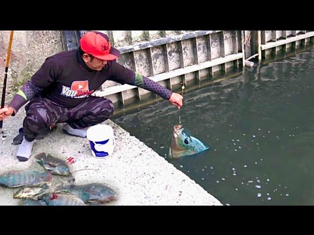 Yakin ngeri ngeri sedap setiap Mancing di sini joran tegek selalu di hajar ikan Nila Babon Super