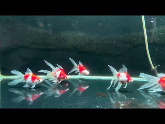 Hardy goldfish which doesn’t die soon like normal goldfish | Japanese Goldfish Tamasaba aquarium