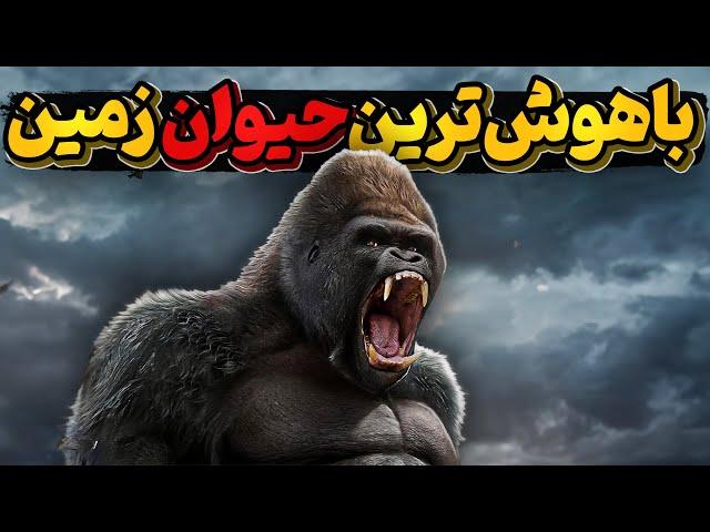 گوریل، حیوانی با ویژگی های خاص که باید بشناسیم