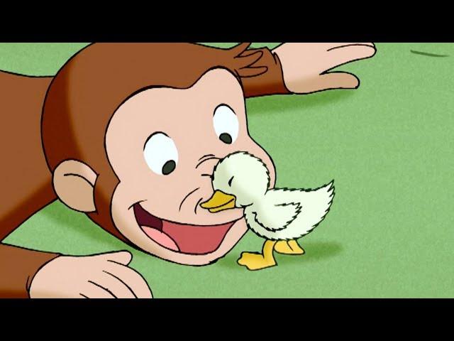 Curious George  A Monkey's Duckling  Kids Cartoon  Kids Movies | Videos for Kids