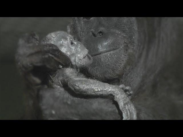 Orangutan birth captured live on camera at Durrell