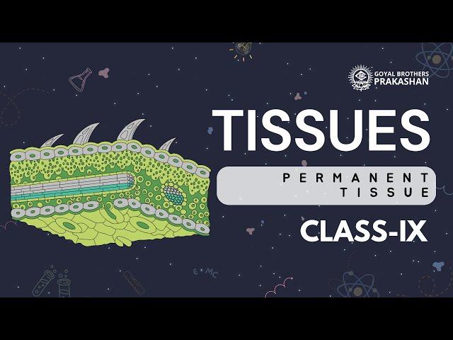 Permanent Tissue | Class 9 | Science | NCERT | Goyal Brothers Prakashan