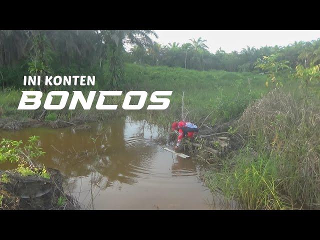 Spot makin menipis. Casting ikan gabus di rawa pedalaman kalimantan.