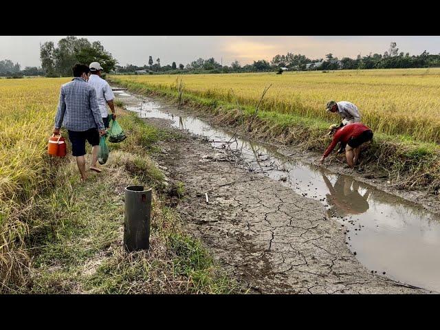 Trải nghiệm săn bắt Ếch Cá mắt cạn trên đồng Vĩnh Thạnh Lấp Vò Đồng Tháp