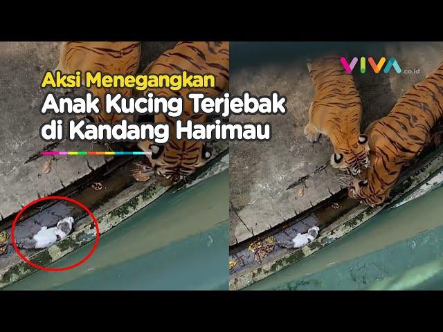 Penyelamatan Anak Kucing Terjebak di Kandang Harimau