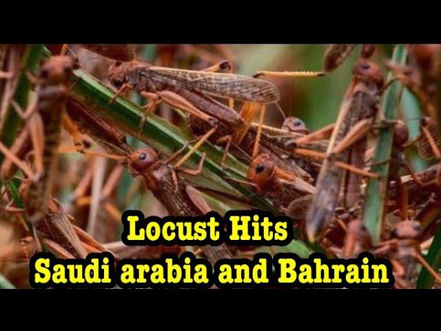 Locust hits Al Khobar and Bahrain Today Feb 2020    الجراد يضرب الخبر والبحرين