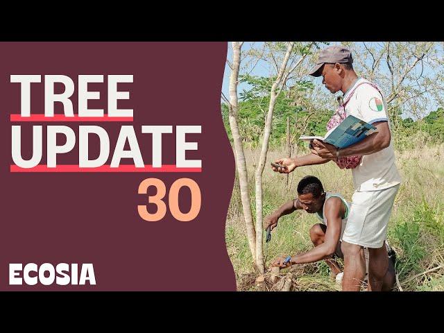 Satellites and 3D maps REVEAL Tree Growth | Tree Update 30