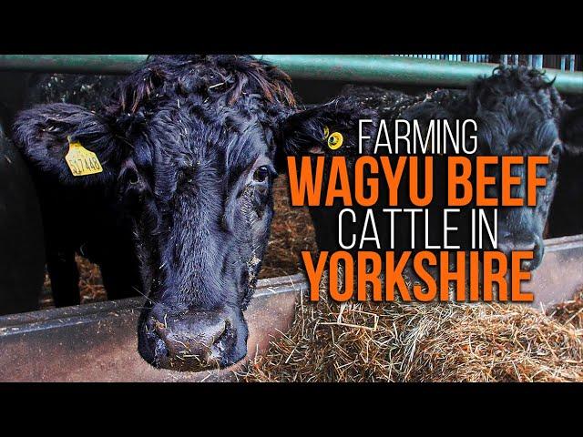 The World's Best Beef Comes from Yorkshire! | Farming Wagyu Beef Cattle in Yorkshire