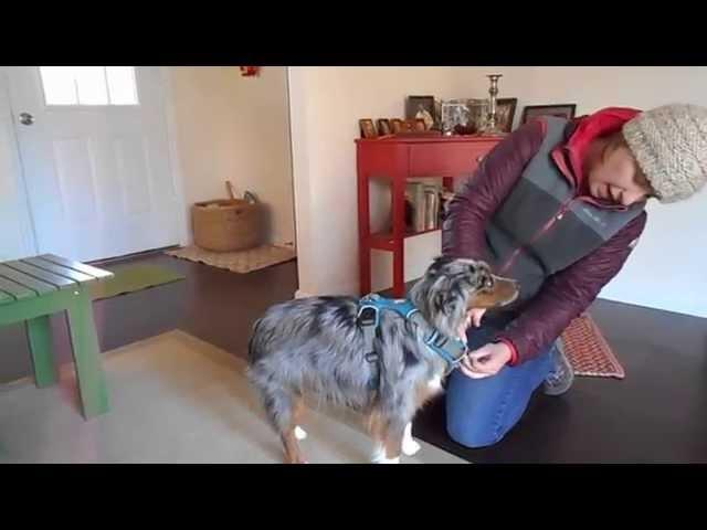 Ruffwear Front Rage Harness Review for Miniature Australian Shepherd