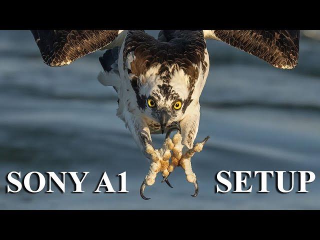 Sony A1 Bird In Flight BIF - Wildlife Autofocus Camera Menu System Setup Guide