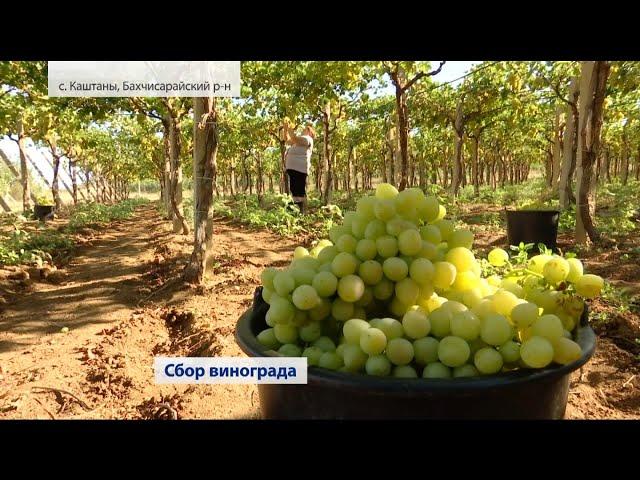 Сбор урожая винограда (Крым) 17.08.2020