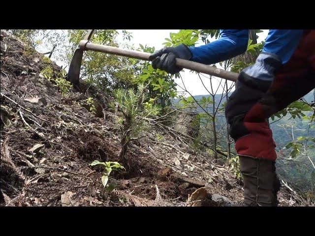 【Bonsai diary】  YAMADORI/山採り 432