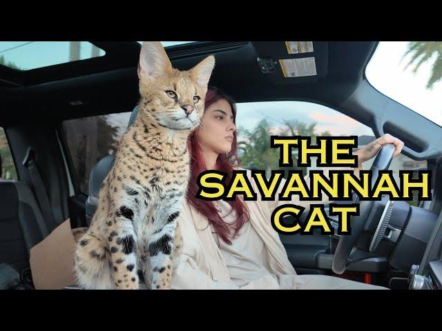 The Ultimate Guide to Owning a Savannah Cat: Tips & Must-Know Facts!  [2024]