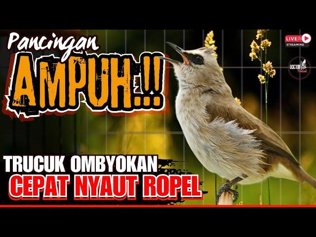 pancingan Trucukan Gacor ROPEL PANJANG Ampuh Untuk Trucuk Agar Cepat Menaikkan emosi GACOR