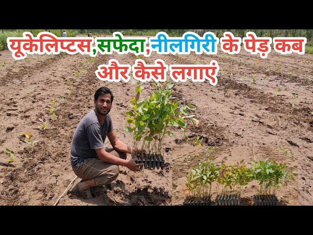 यूकेलिप्टस या सफेदा पेड़ कब और कैसे लगाएं | Safede ki kheti | Eucalyptus tree farming in Hindi