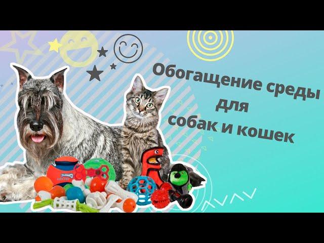 Обогащение среды для собак и кошек. Как сделать жизнь домашних животных лучше