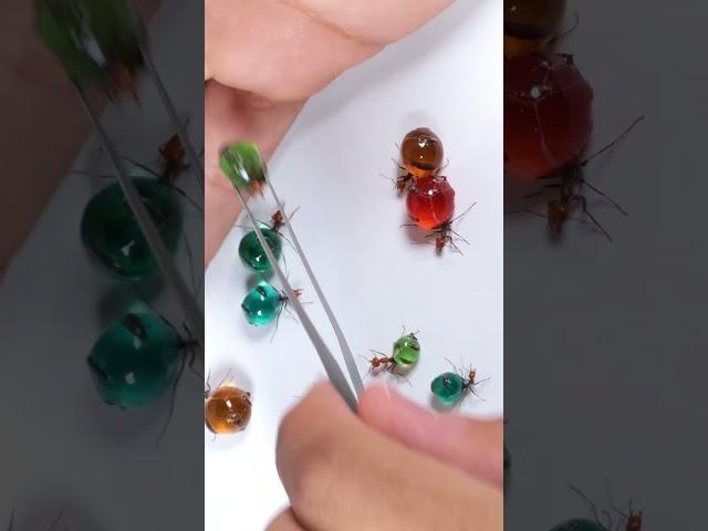 Colorful CANDY ANTS | Honeypot Ants