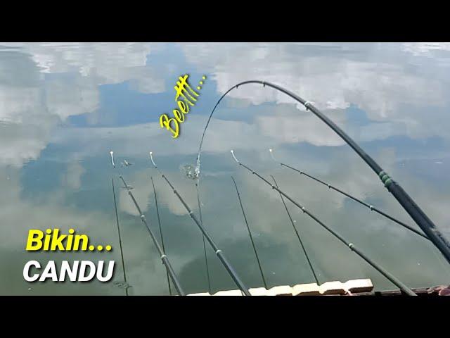 Mancing NILA WWL Bikin Candu || MANCING NILA WADASLINTANG TERBARU