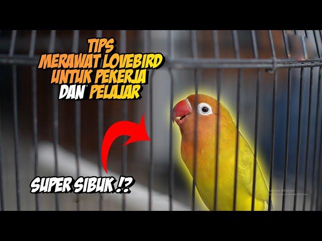 PERAWATAN LOVEBIRD UNTUK KAMU YANG SUPER SIBUK