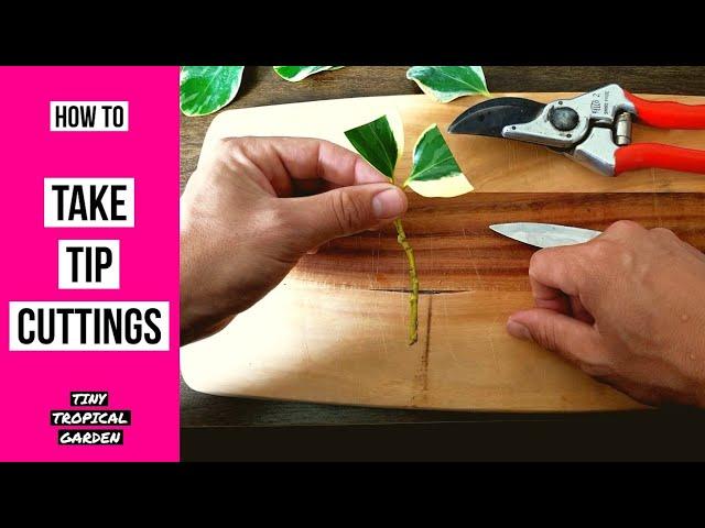 How to take plant tip cuttings