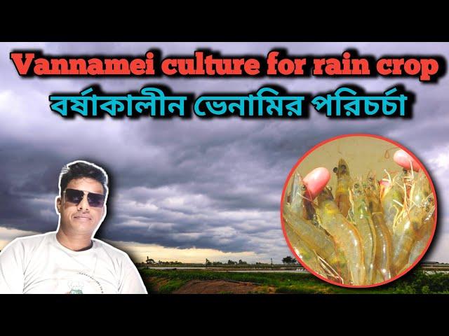 Vannamei culture for rain crop || বর্ষাকালীন ভেনামির পরিচর্যা || PABITRA DAS Technical Expert