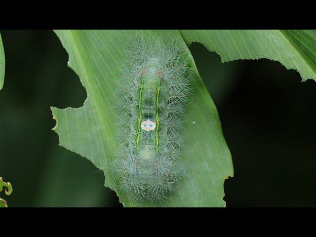 Caterpillars and other invertebrates from Ghana