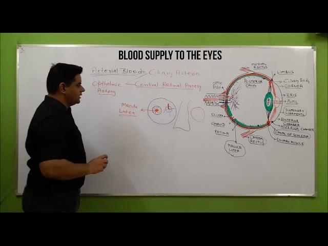 Blood supply to Eye | Eyeball blood supply | Opthalmic Artery & Vein | Eye Anatomy |