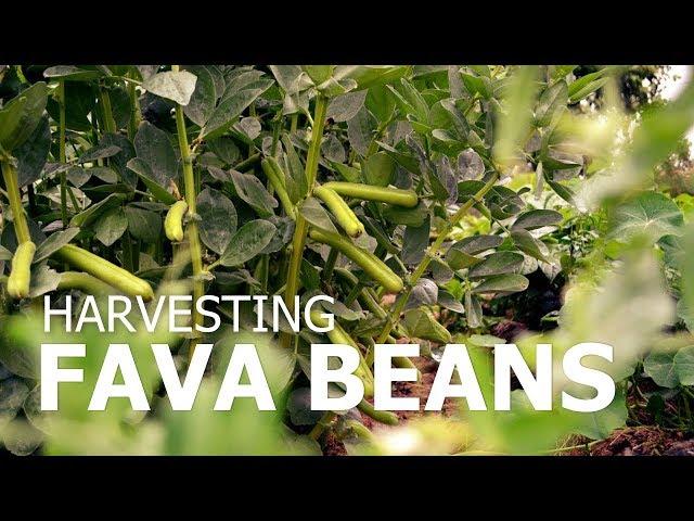 Harvesting fava beans