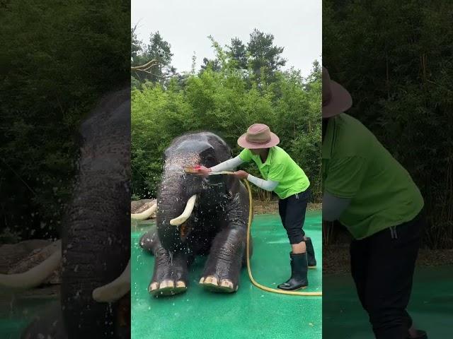 Today, I invited a professional bathing master to provide one-stop service to bathe the elephant