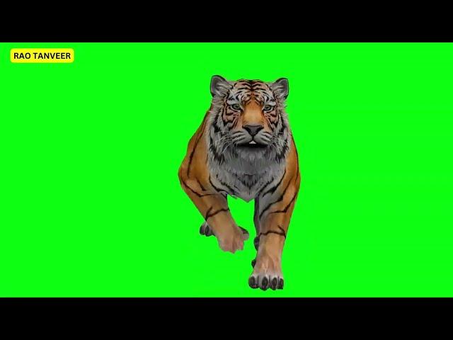 Tiger Fast running Animation Green Screen | Full HD Video Download | Green Screen Video