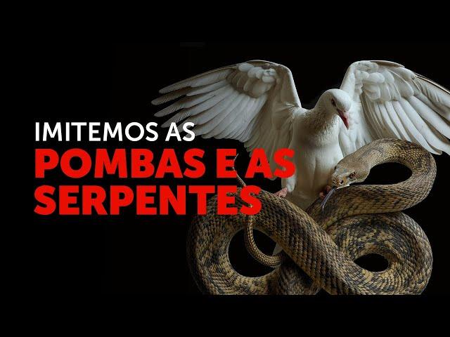 Pregação Seleta | No meio dos lobos, imite as pombas e as serpentes!