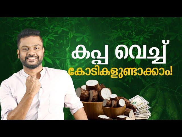 കപ്പ വച്ച് കോടികളുണ്ടാക്കാം! Profitable Business Idea using Tapioca #business #businessideas